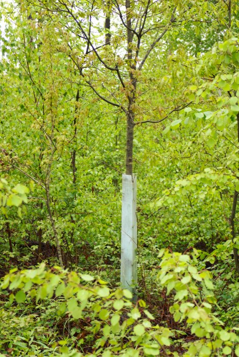 Wuchshülle Microvent VARIO Wing